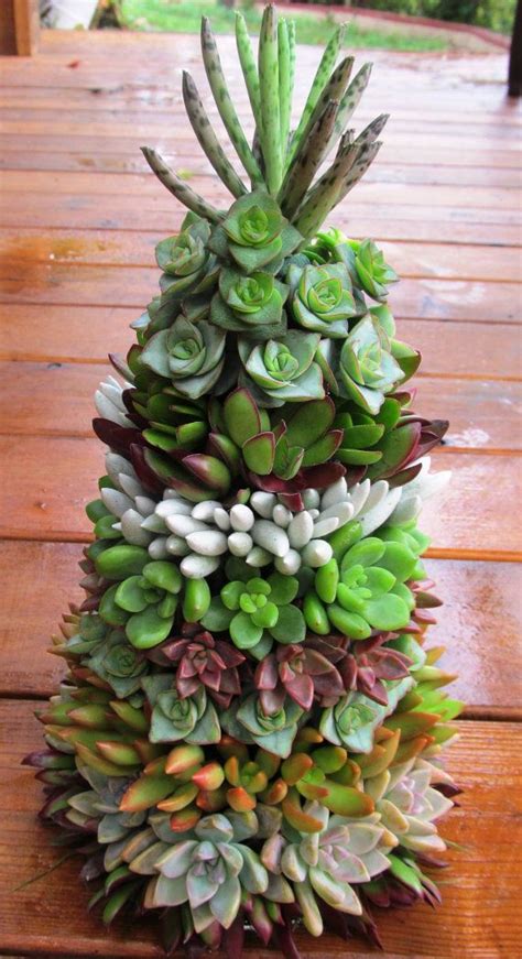 How long do closed terrariums last? Succulent Christmas Tree - approximately 10 inches high ...