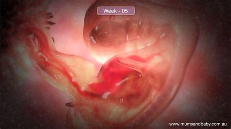 5 Week Embryo Hiccups Pregnancy