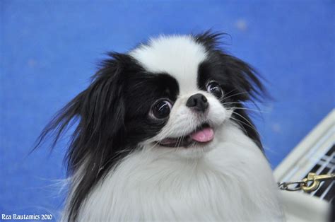 Cute Puppies Dogs And Puppies Cute Dogs Doggies Japanese Chin