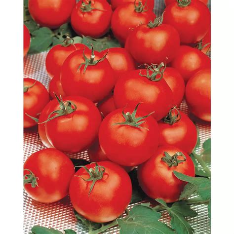 Mr Fothergills Seeds Tomato Sparta F1 Seeds The Home Depot Canada