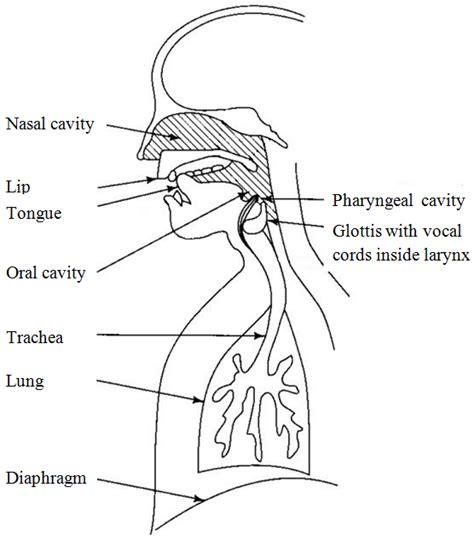 Human Speech Production Download Scientific Diagram