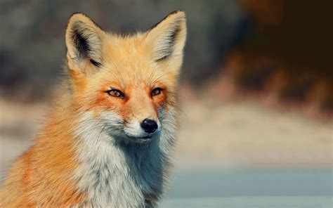 Animals Fox Wallpapers Hd Desktop And Mobile Backgrounds