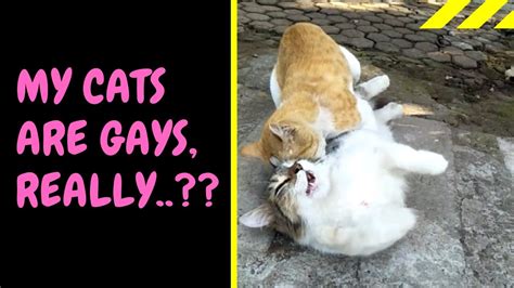 My Cats Are Gays Really Youtube