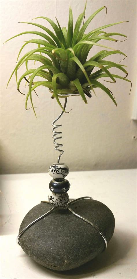 Simple How To Display Air Plants With Diy Home Decorating Ideas