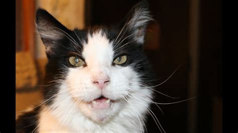 To help you find your next 'flavorite' expression, we've added tasting. The worlds best cat food for my 20 year old cat. - YouTube