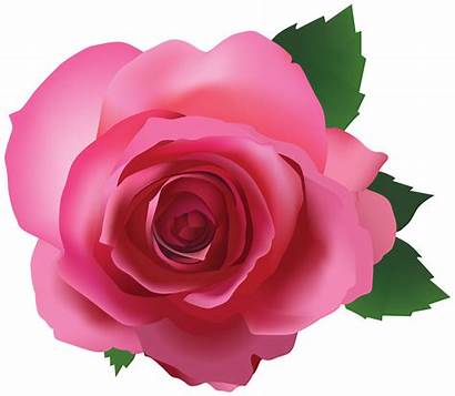 Rose Pink Transparent Clipart Roses Flower Flowers