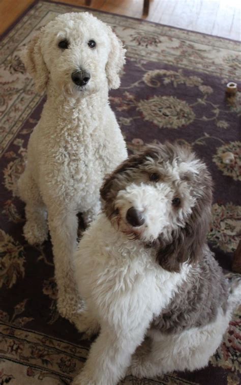 Full grown silver standard poodle. So You Want a Standard Poodle - George De Martini - Medium