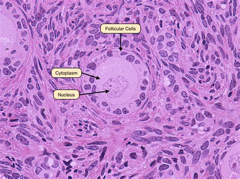 Late Primary Follicle