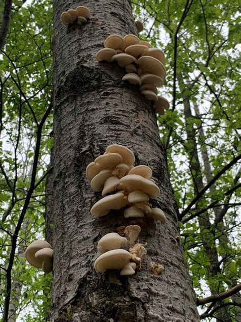 Edible Mushrooms That Grow On Trees In Wisconsin Bombastic E Journal