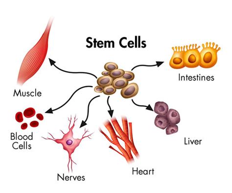Stem Cell Rejuvenation Therapy Provita Health Store