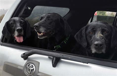 The national seniors focuses on being the voice of the elder australians. Why You Should Adopt A Senior Pet | Healthy Paws Pet Insurance