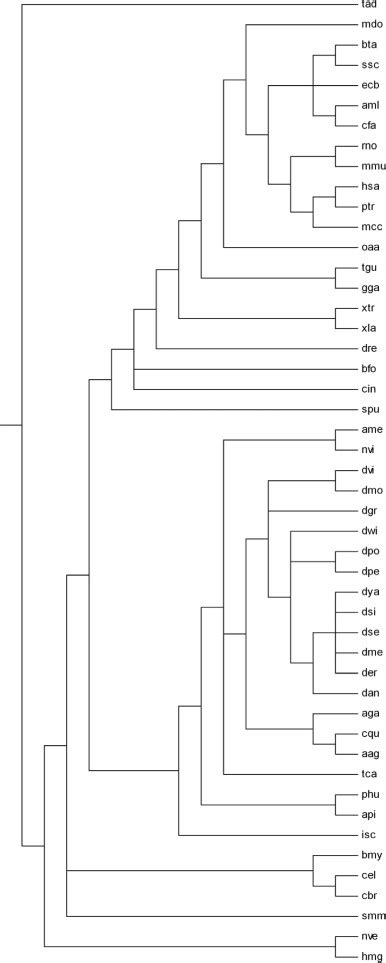The Ncbi Taxonomy Tree Download Scientific Diagram