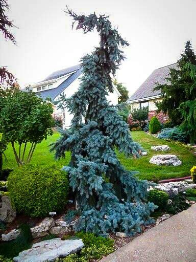 Weeping Blue Spruce Conifers Garden Garden Trees Trees To Plant