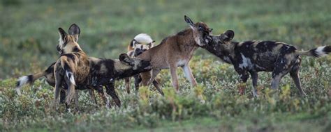 Solving The Mystery Of Serengetis Vanishing Wild Dogs