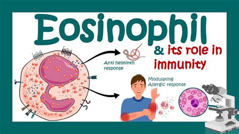 Eosinophils Eosinophil And Its Role In Immunity What Causes High