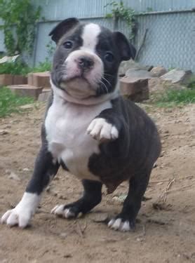 Click here to be notified when new boston terrier puppies are listed. AKC Boston Terrier Puppies for Sale in New Waverly, Texas ...
