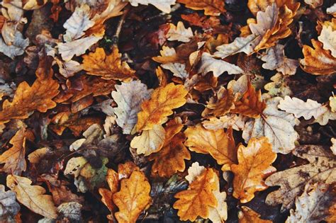 Autumn Aesthetic Laptop Wallpapers Wallpaper Cave