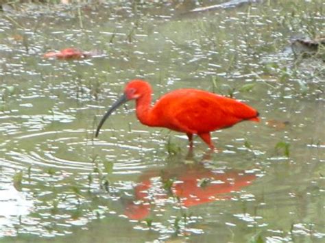 More than 3,000 birds representing about 200 local and foreign species occupy what. small parrots feeding point - Picture of Kuala Lumpur Bird ...