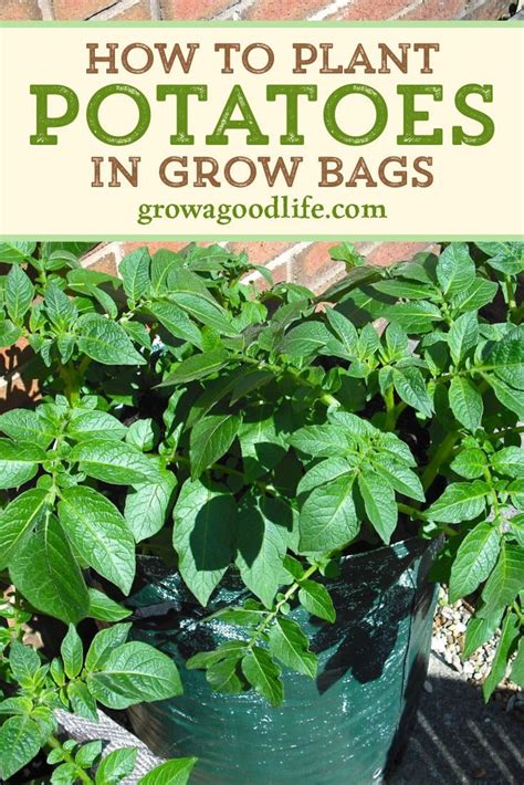 Growing Potatoes In Bags Grow Potatoes In Container Growing