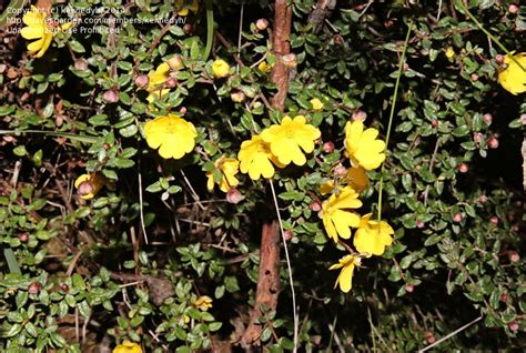 Plantfiles Pictures Tangled Guinea Flower Hibbertia Empetrifolia By