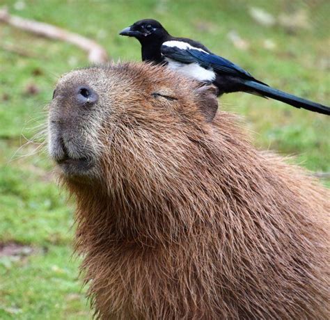 Magpie Hat Is Best Hat Capybara Capybara Pet Cute Animals Capybara