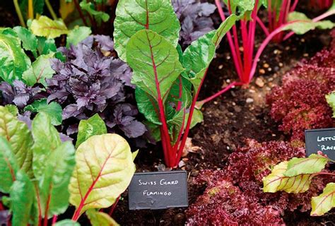 It's time to get organized and decide how to prepare vegetable garden beds for winter. 6 Ways To Prepare Garden Beds For Winter Vegetables ...