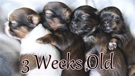 3 Weeks Old Shih Tzu Puppies Too Cute Youtube
