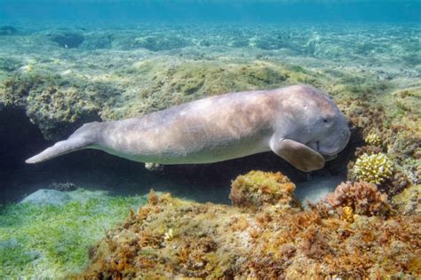 Royalty Free Dugong Pictures Images And Stock Photos Istock
