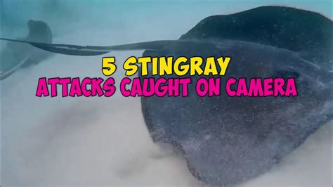 5 Stingray Attacks Caught On Camera And Spotted In Real Life Youtube