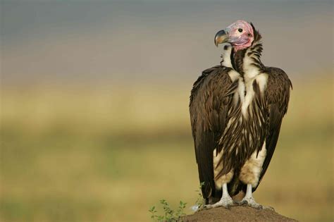 16 Of The Worlds Most Endangered Vulture Species
