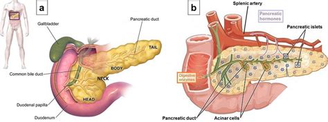 1 A Location And Anatomy Of The Pancreas Colored In Yellow