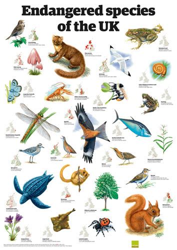 Only a small number of these are globally extinct, most famously the irish elk, great auk and woolly mammoth. Endangered species of the UK Art Print by Guardian Wallchart - WorldGallery.co.uk