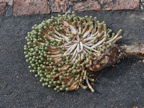 What Is Medusas Head Euphorbia Tips On Caring For Medusas Head Plants