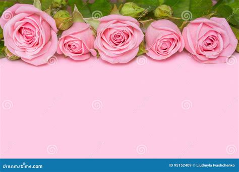 Pink Rose Wallpaper Border