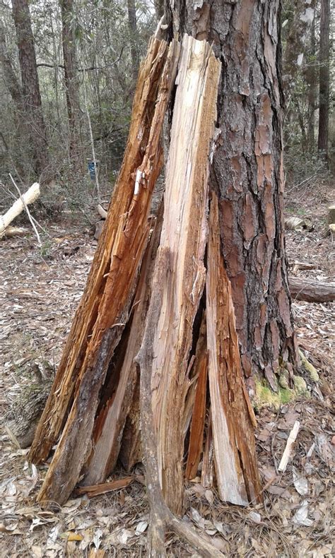 David Kralik Outdoors Finding Fatwood