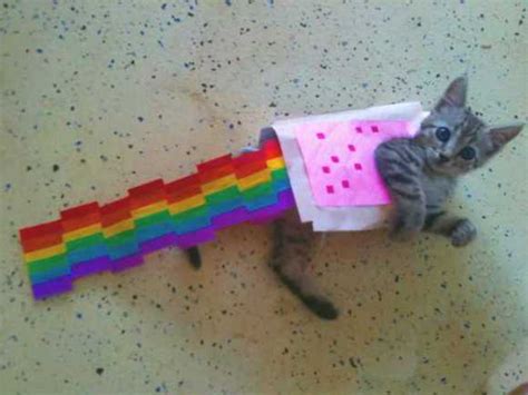 Nyan Cat Lives Nine Cute Real Live Nyan Cats