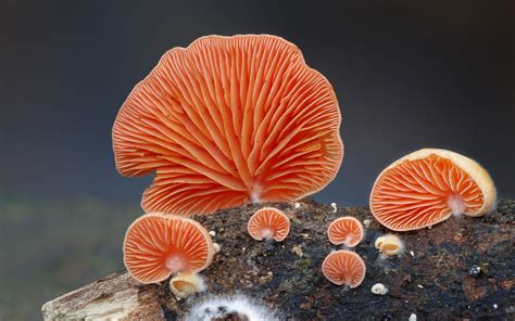 The Mystical World Of Mushrooms Captured In Photos ~ Coctsite
