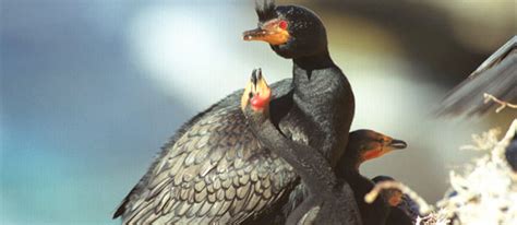Flight tickets to oranjemund (omd). Oranjemund Travel Information