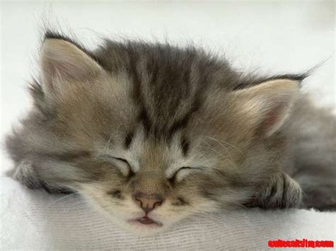 Kitten Cute Face Cute Cats Hq Pictures Of Cute Cats And Kittens