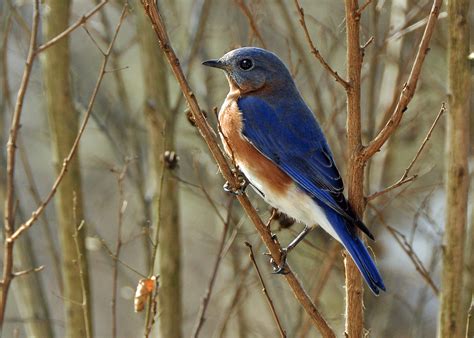 Male Bluebird Birds And Blooms