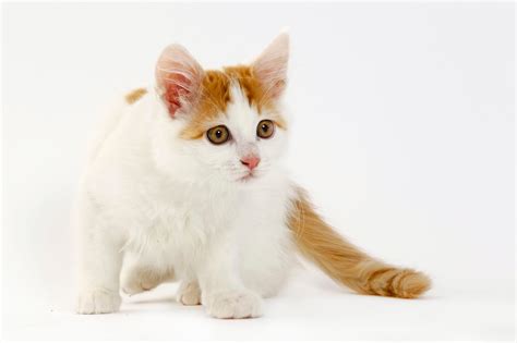 See The Cutest Cat Breeds As Kittens Readers Digest