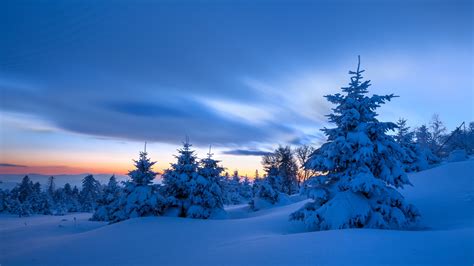 73741 Winter Hd Snow Spruce Nature Sunset Rare Gallery Hd Wallpapers