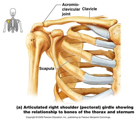 Human shoulder muscles and joints have a red signal. Appendicular Skeleton