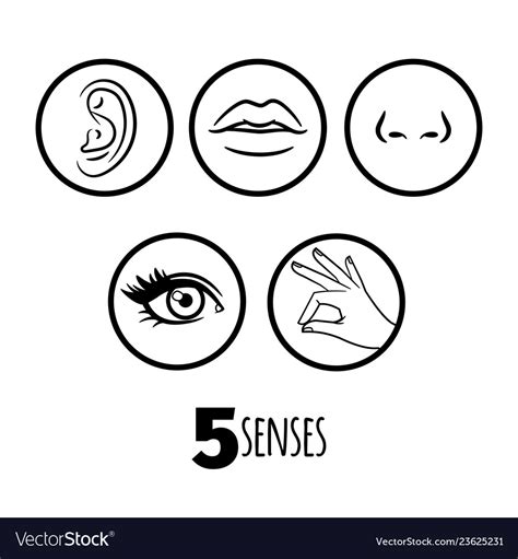 Five Senses Outline Icons Of Set Royalty Free Vector Image