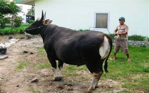 Rutin dimandikan salah satu cara yang paling umum. 7 Jenis Sapi Ternak Unggulan dan Primadona di Indonesia ...