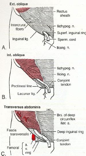 Aponeurosis Of External Oblique Muscle