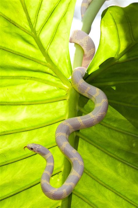 Names for pet snakes are as varied as all their different species, sizes, colors, and temperaments. Lavender color morph | California king snake, Corn snake ...