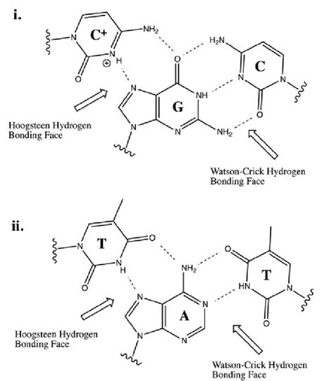 I The Hydrogen Bonding Formation Of Triplex Form Nucleic Acids The Download Scientific