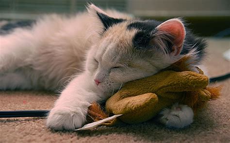 Cute Sleeping Cat Hd Widescreen Desktop Hd Wallpaper