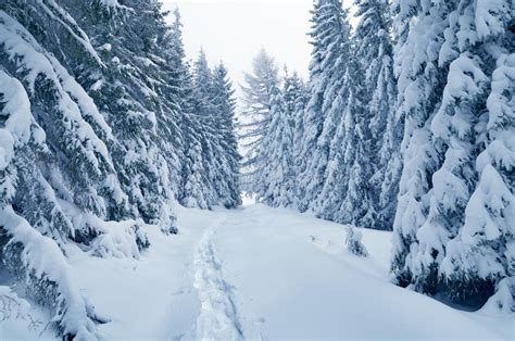 Winter Wonderland Stock Photo Image Of Season Pine 45021440